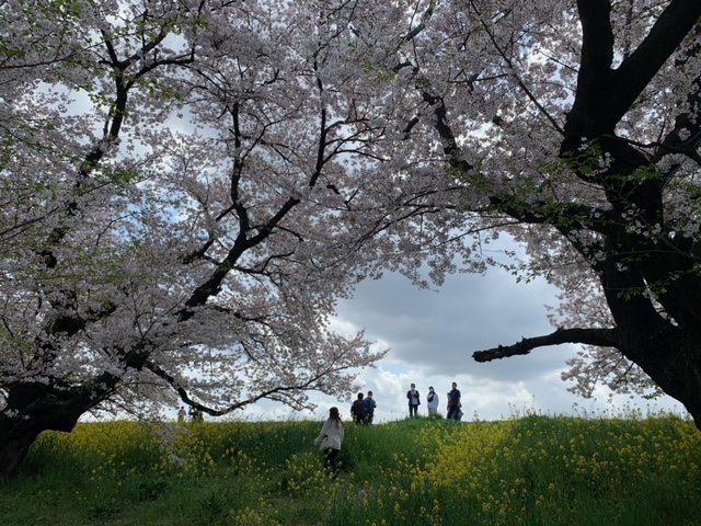 熊谷桜堤